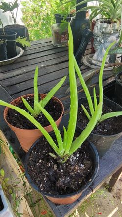 Aloe vera and climbing aloe