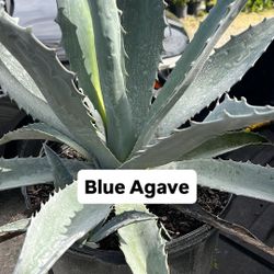 💙 Blue Agave