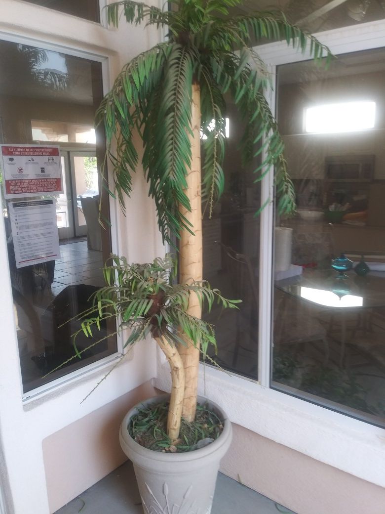 DRG ESTATE SALES......8 FT. SILK PALM TREE