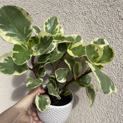 Beautiful Variegated Pepperomia Plant With Pot