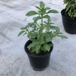 Small Fragrant Basil Plant