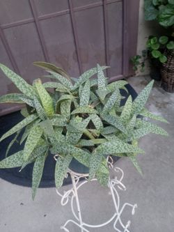 suculenta
