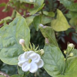 Jasmine Plant Big