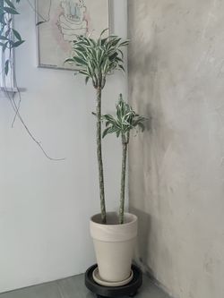 Mint Dracaena marginata plants