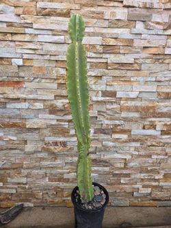 Large Size Cactus Plant