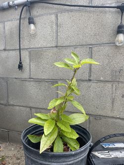 Avocado Tree