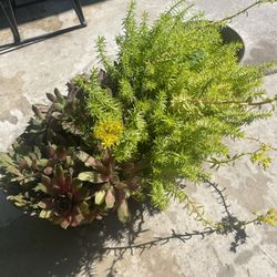 real plants with basket 