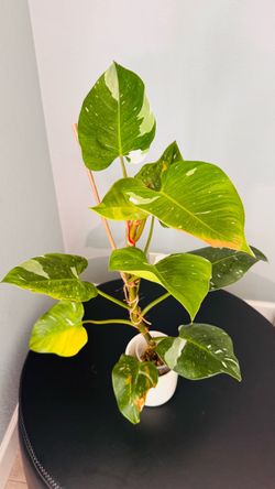 Philodendron White Princess Established in PON — $45