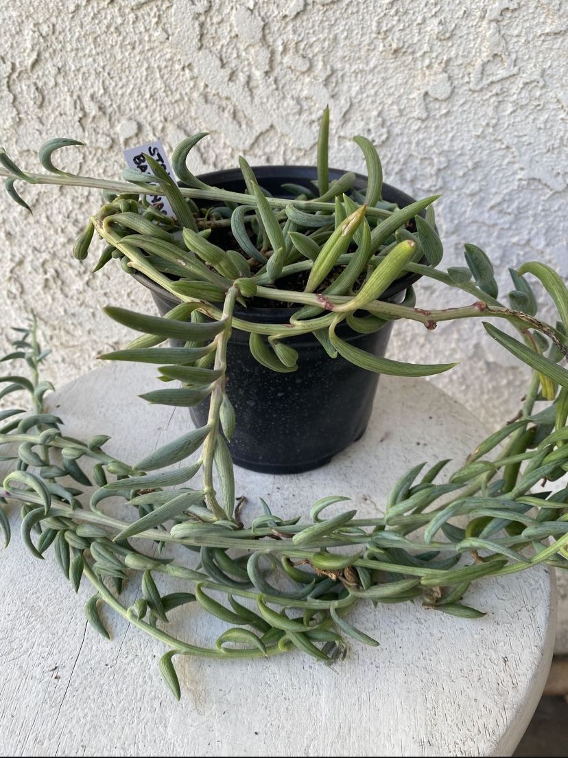 6 Inch Pot Succulent Plant - Senencio Curio Radicans - Creeping Berry - String of Bananas - Trailing Succulent - Rooted & Established - Drought Resis