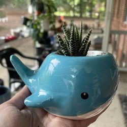 Succulent And Whale Pot 