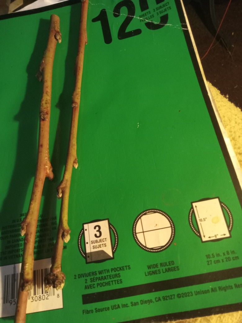 (2) Elberta Peach Tree Cuttings