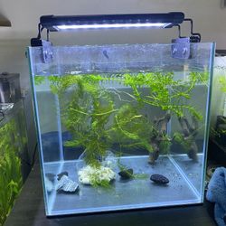 5 Gal Cube Tank