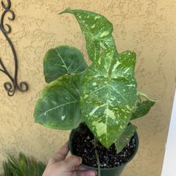 Syngonium Panda Indoor Plants