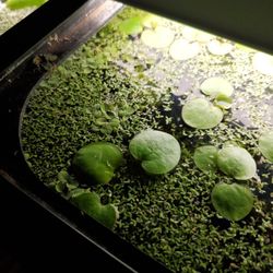 Floaters PLANT TRADE