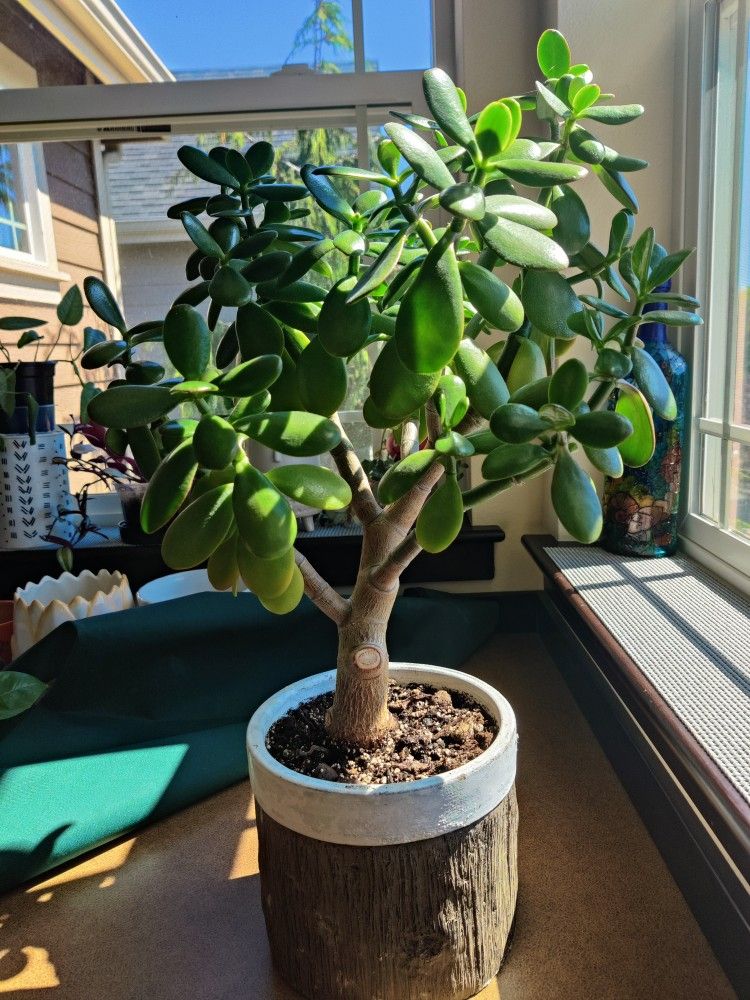 Jade Prosperity Succulent Plant