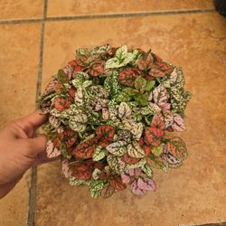 Hypoestes 'Splash combo mix'