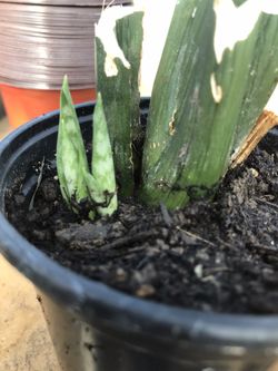 Snake Plant - (Sansevieria trifasciata) New Growth - 4 inch pot 