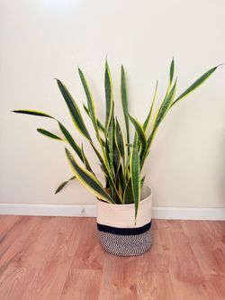 Large Snake Plant (Sansevieria)