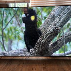 4k Vizio P Series Quantum X 65” TV