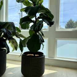 Fiddle Leaf Fig Plant