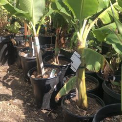 Banana Edible Fruit Tree $7g $58