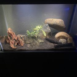 145$ Fish Tank 20gallon (all Included) 