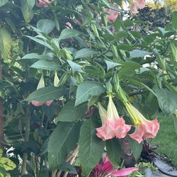Angela Trumpet Cuttings Pink