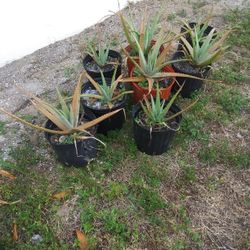 aloe plants 4 of 10 each and 4 of 5 each.