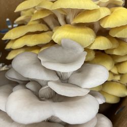 Mushroom Grow Kit — Lion’s Mane, Oysters, Pioppino