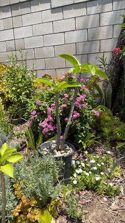 plumeria plant
