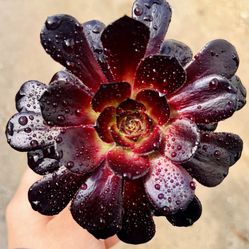 |Aeonium Arboreum|'Black Rose'|4" Pot|Easy Care|Drought Tolerant 🪴|