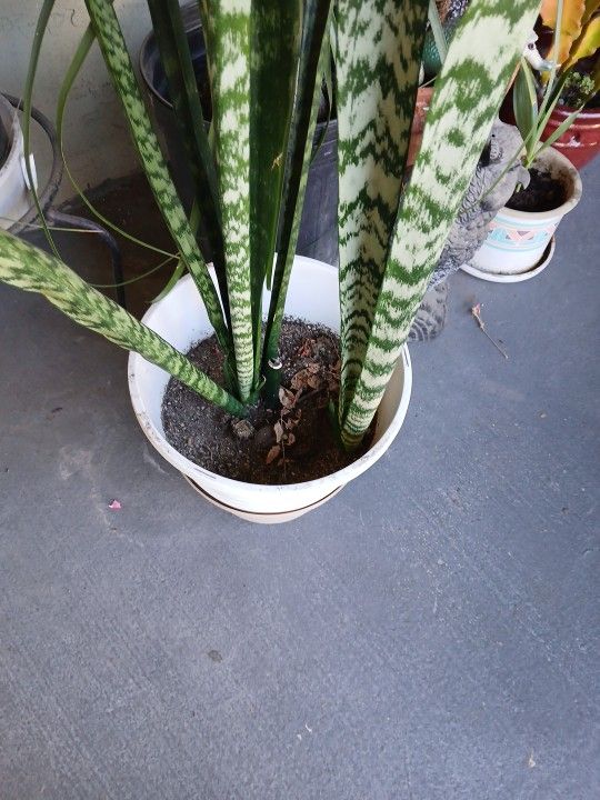 Plants 