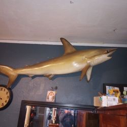 Mounted hammerhead  shark