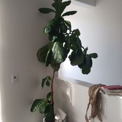 Fiddle Leaf Fig Tree House Plant TALL 7FT