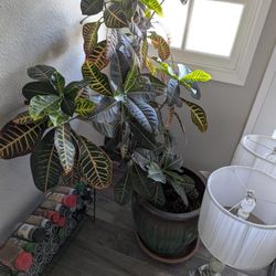Large Potted Plants Assorted