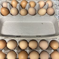 Organic Chicken Eggs 