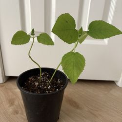 Grape Scented Sage Plant