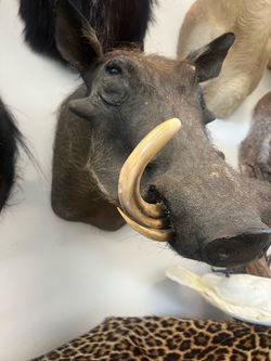 Collection of trophy mounts