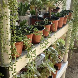 Cactus and Succulent’s 🌵