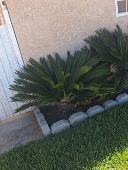 2 Sago Palms-You dig