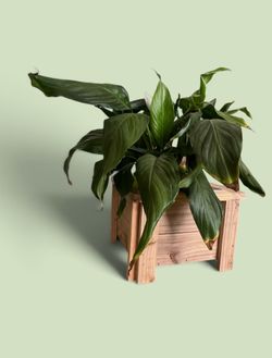Wooden Planter