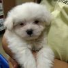 cesar