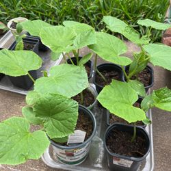 Cucumber Plant