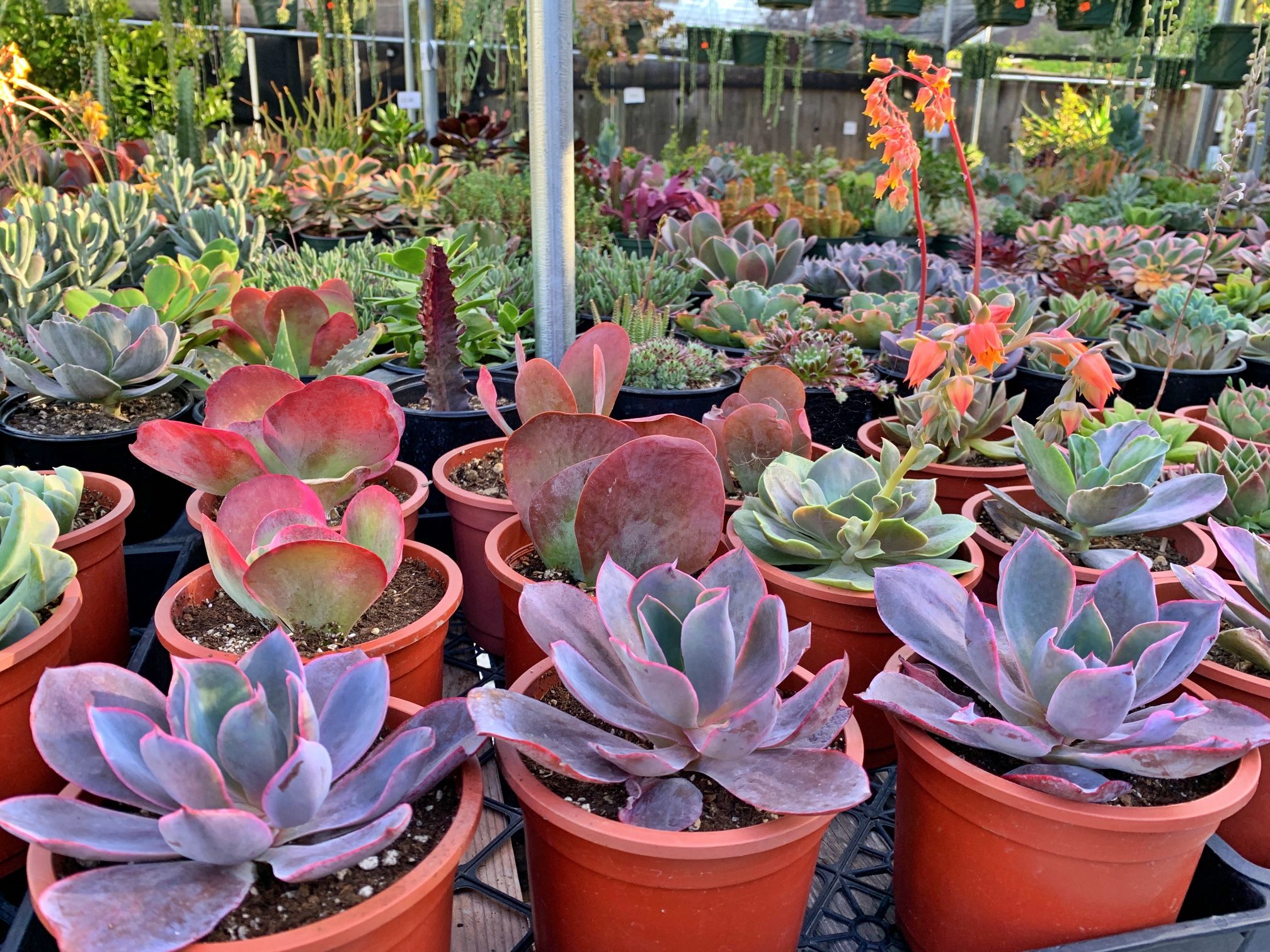 Succulents