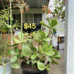 Cotyledon macrantha Plant Tall-  3 Foot