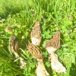 Morel Fresh Or Dried