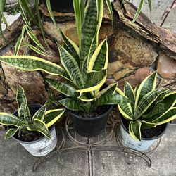 DWARF SNAKE PLANTS IN POT FOR SALE IN LARGO 