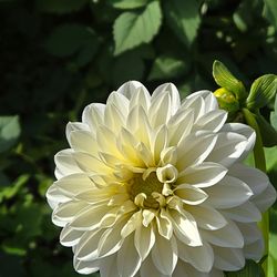 Dahlia Plants Dinnerplate Snow Country $5 Each