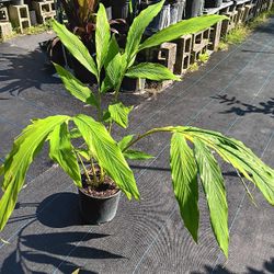 True Cardomon Plant 3gal 