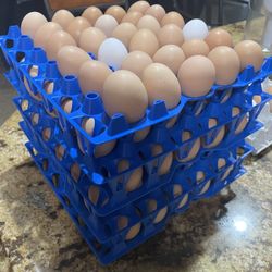 Eggs-pasture Raised